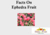 Facts On Ephedra Fruit facts On ephedra fruit