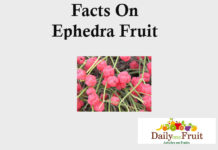 Facts On Ephedra Fruit facts On ephedra fruit