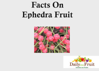 Facts On Ephedra Fruit facts On ephedra fruit
