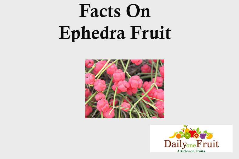 facts On ephedra fruit