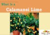 Health Facts on Calamansi Lime facts on Calamansi Lime