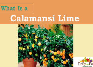 Health Facts on Calamansi Lime facts on Calamansi Lime