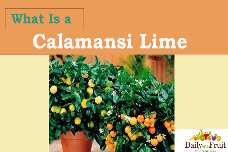 facts on Calamansi Lime