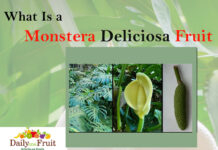 Facts on Monstera Deliciosa Fruit facts on Monstera Deliciosa Fruit