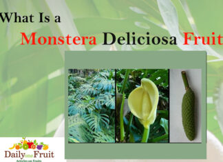 Facts on Monstera Deliciosa Fruit facts on Monstera Deliciosa Fruit