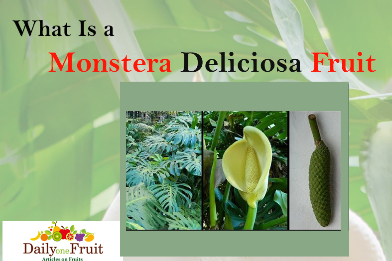 facts on Monstera Deliciosa Fruit