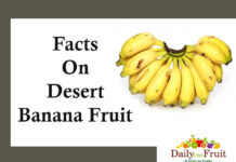 Health Facts On Desert Banana facts on dessert banana fruit
