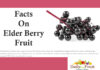 Health Facts on Elderberry facts on elderberry