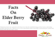 Health Facts on Elderberry facts on elderberry