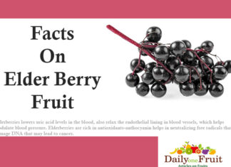 Health Facts on Elderberry facts on elderberry