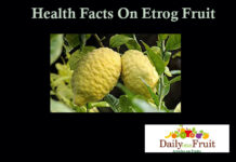 Health Facts On Etrog Fruit facts on etrog fruit