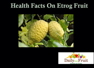 Health Facts On Etrog Fruit facts on etrog fruit