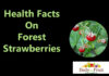 Facts On Forest Strawberries facts on forest strawberries