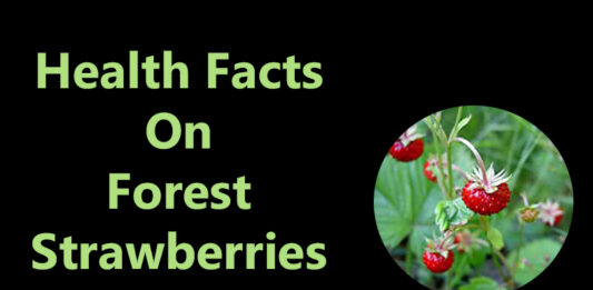 Facts On Forest Strawberries facts on forest strawberries