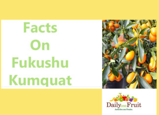 Health Facts on Fukushu Kumquat facts on fukushu kumquat