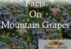 Interesting Facts On Mountain Grapes facts on mountain grapes