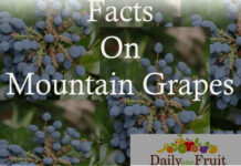 Interesting Facts On Mountain Grapes facts on mountain grapes