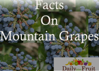 Interesting Facts On Mountain Grapes facts on mountain grapes