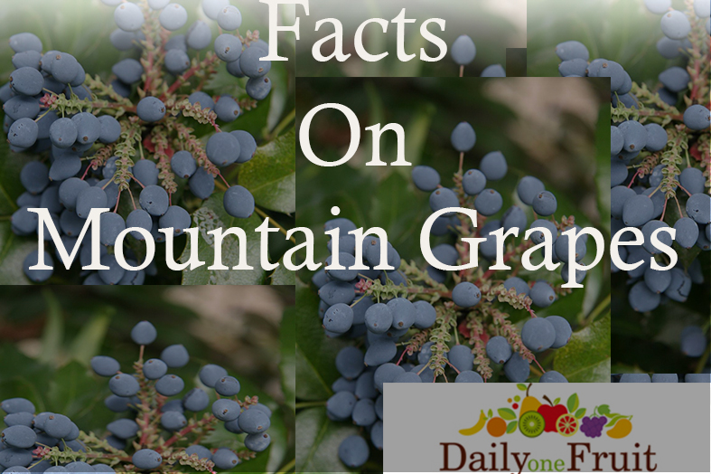 facts on mountain grapes