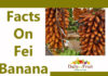 Health Facts On Fei Banana facts on fei banana