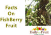 Health Facts On Fishberry Fruit facts on fishberry fruit