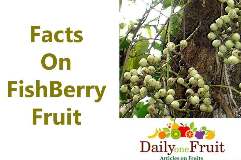 facts on fishberry fruit