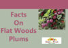 Health Facts On Flatwoods Plums facts on flatwoods plums