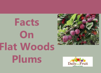 Health Facts On Flatwoods Plums facts on flatwoods plums