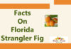 Facts On Florida Strangler Fig facts on florida strangler fig