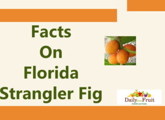 Facts On Florida Strangler Fig facts on florida strangler fig