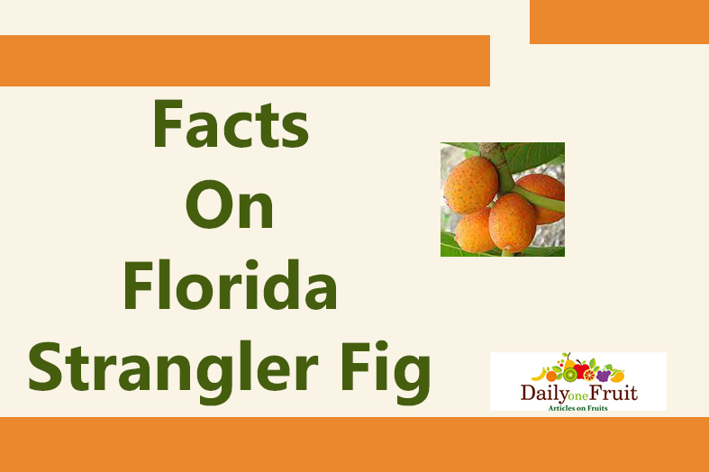 facts on florida strangler fig