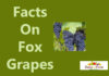 Health Facts On Fox Grapes facts on fox grapes