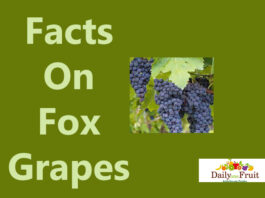 Health Facts On Fox Grapes facts on fox grapes