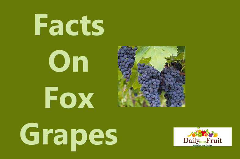 facts on fox grapes