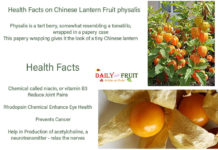 Facts On Chinese Lantern Fruit Physalis health-Facts-On-Chinese-Latern-PHYSALIS