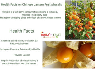 Facts On Chinese Lantern Fruit Physalis health-Facts-On-Chinese-Latern-PHYSALIS