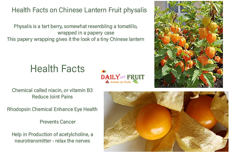health-Facts-On-Chinese-Latern-PHYSALIS