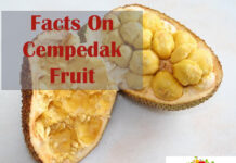 Health Benefits On Cempedak Fruit health benefits On cempedak fruit
