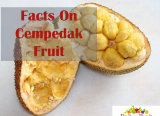 Health Benefits On Cempedak Fruit health benefits On cempedak fruit