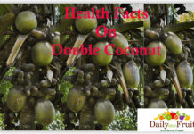 Health Facts On Double Coconut health facs on dobule coconut