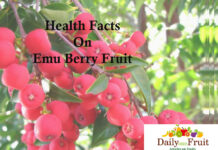 Health Facts On Emu Berry health facts On emu berry fruit