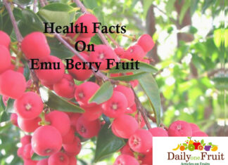 Health Facts On Emu Berry health facts On emu berry fruit