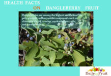 Health Facts on DangleBerry Fruit health facts on dangleberry