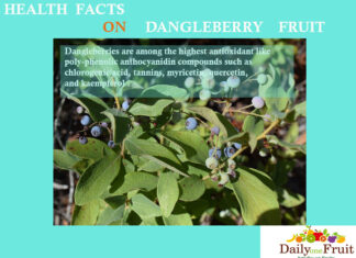 Health Facts on DangleBerry Fruit health facts on dangleberry