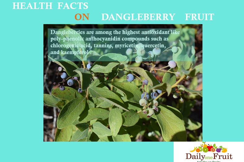 health facts on dangleberry