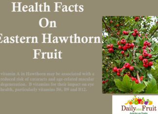 Health Facts On Eastern Hawthorn health facts on eastern hawthorn