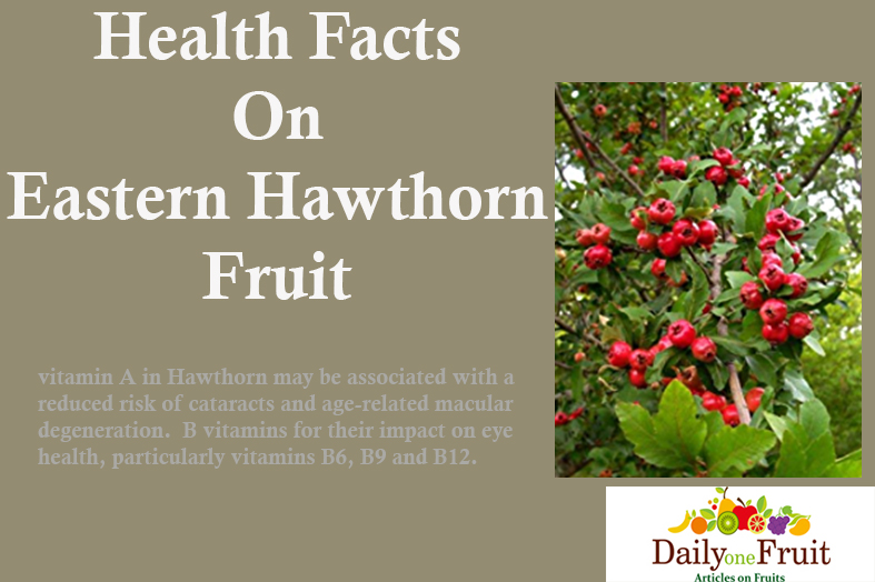 health facts on eastern hawthorn