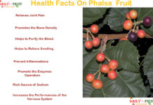 Interesting Health Facts On Phalsa Fruit health-facts-on-phalsa
