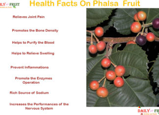Interesting Health Facts On Phalsa Fruit health-facts-on-phalsa