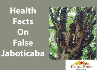 Health Facts On False Jaboticaba health facts on false jaboticaba